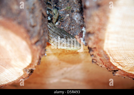 Northern Alligator Lizard in a wood pile Stock Photo