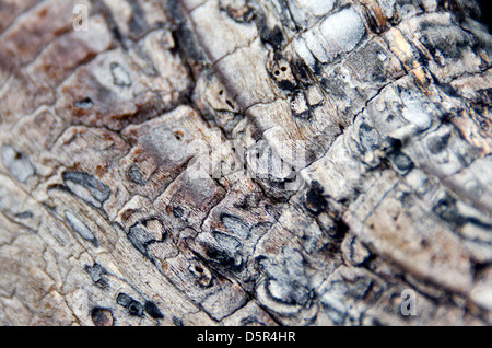Wave-worn bark of a tree on the shoreline, Blue Hill, Maine. Stock Photo