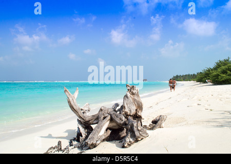 Dead Tree Trunk on Beach Stock Photo