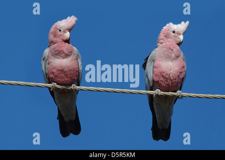 A pair of Galahs (Eolophus roseicapillus) in the Outback, Queensland, Australia Stock Photo