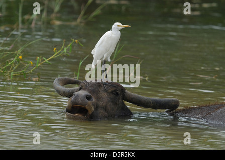 Cattle Egret standing on a Water Buffalo's head, Sri Lanka Stock Photo