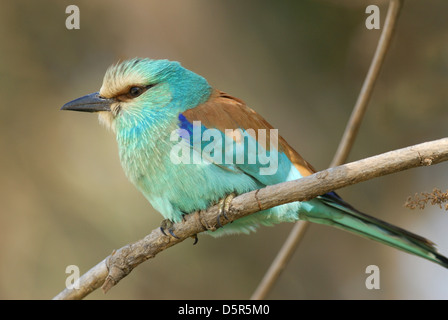 Abyssinian Roller (Coracias abyssinica) in The Gambia, Africa Stock Photo