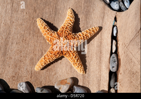 starfish on seaside beach Stock Photo