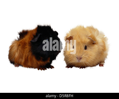 Two Hamsters Isolated On White Stock Photo