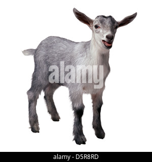 White goat isolated on white background Stock Photo