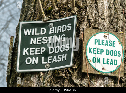 Two signs on a tree warning of wild birds nesting and keep dogs on leads Stock Photo