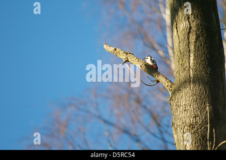 A male Great Spotted Woodpecker, Dendrocopos major, sits on a broken tree branch in woodland near Bourne, Lincolnshire Stock Photo