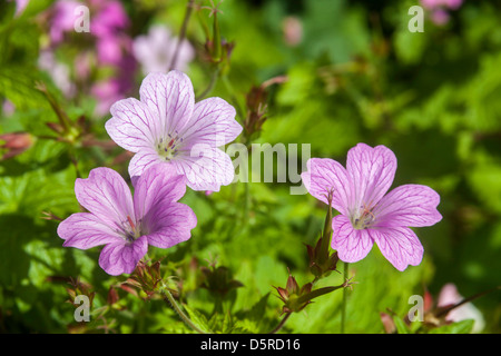 GERANIUM FLOWERS IN DOMESTIC GARDEN UK Stock Photo