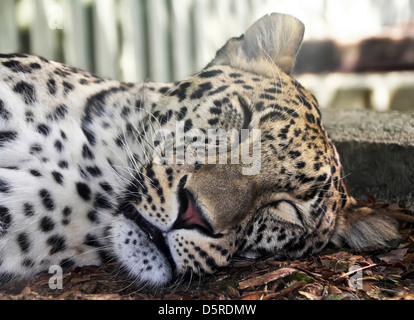 sleeping after eating leopard Stock Photo