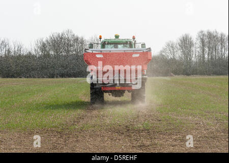 Cambridgeshire, UK. 8th April 2013. Alex Campbell spreads fertiliser on a wheat crop in Cambridgeshire UK 8th April 2013. Farmers in East Anglia have been making the most of the current dry weather to catch up with spring tasks such as spraying, drilling and fertilising. Crop growth has been stunted by the prolonged cold and wet weather this spring and the wheat is much shorter than it normally is at this time of year. There are concerns that yields may be reduced this year. Credit: Julian Eales / Alamy Live News Stock Photo