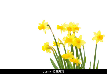 Spring daffodils isolated over a white background Stock Photo