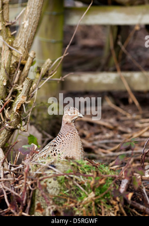 Female Pheasant Phasianus colchicus in Wooded Environment UK Stock Photo