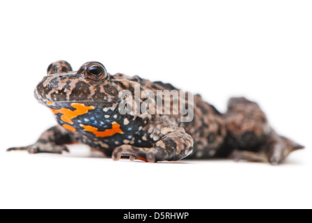 Bombina bombina. European Fire-bellied toad on white background. Stock Photo