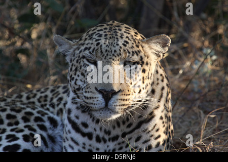 Leopard with collar, Africat Foundation, Namibia, south Africa Stock Photo