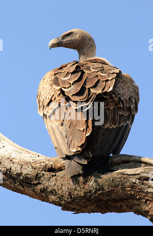 African White-backed Vulture (Gyps Africanus) on a Branch, Serengeti, Tanzania Stock Photo