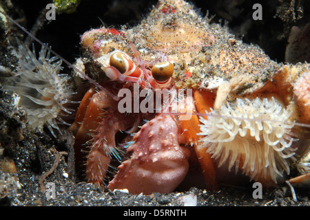 Close-up of an Anemone Hermit Crab Shrimp (Dardanus Pedunculatus), Lembeh Strait, Indonesia Stock Photo