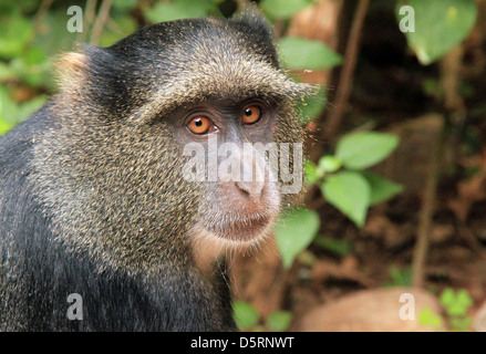 Close-up of a Blue Monkey (Cercopithecus Mitis), Lake Manyara, Tanzania Stock Photo