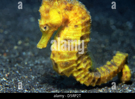 Close-up of a Yellow Common Seahorse (Hippocampus Taeniopterus), Lembeh Strait, Indonesia Stock Photo