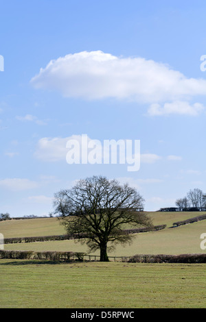 a field in the countryside in a rural environment Stock Photo