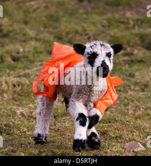 Spring lamb in plastic coat at Bainbridge, Wensleydale, North Yorkshire, UK:  Sunday 7th April, 2013.  Newborn  Swaledale spring lambs from farms in the Yorkshire dales, wearing orange plastic protective coats to protect them from the hypothermia and the persistent cold easterly winds and rain during crucial first few days in the open. Stock Photo