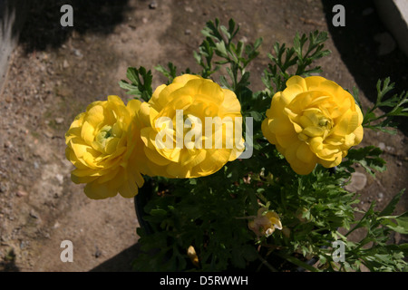 Three Yellow Ranunculus Blooms Stock Photo