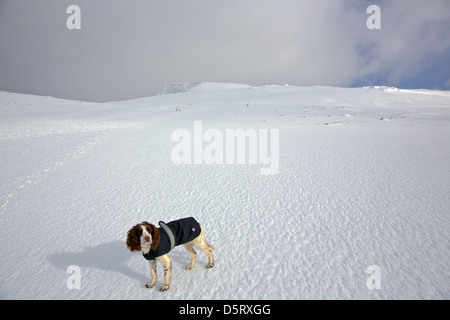 Springer Spaniel approaching the summit of Ben Nevis in snow Stock Photo