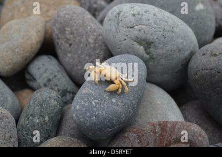 Small crab on a pebble Stock Photo