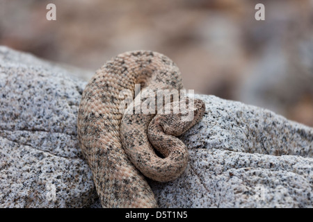 San Jose Speckled Rattlesnake, Crotalus mitchellii mitchellii,  Isla San Jose, Baja California Sur, Mexico, Stock Photo