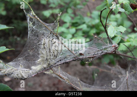 Tent Caterpillars Stock Photo