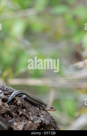 five-lined Skink (Eumeces fasciatus) Stock Photo