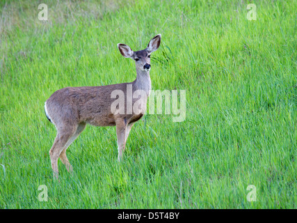 Black tailed Deer Doe Stock Photo