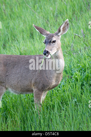 Black tailed Deer Doe Stock Photo