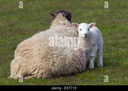 Ewe & Spring Lamb in grass meadow Stock Photo