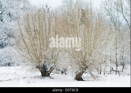 Pollard willow trees covered in snow in the UK during the cold late spring of 2013 Stock Photo
