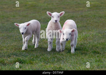 Three Spring Lambs in grass meadow Stock Photo