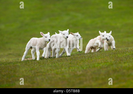 Spring Lambs in grass meadow Stock Photo