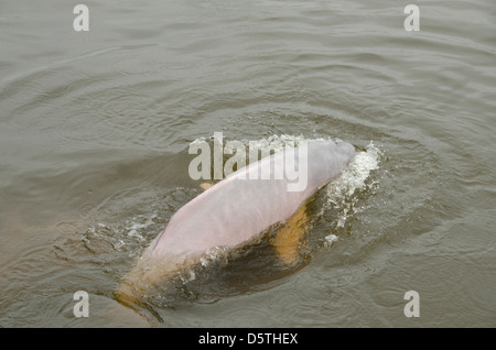 Brazil, Amazonas, Rio Tapajos, Santarem. Freshwater pink Amazon dolphin (WILD: Inia geoffrensis), endangered species. Stock Photo