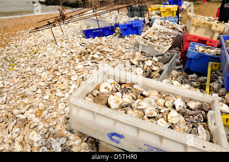 Whitstable, Kent, England, UK. Oyster shell recycling on the beach - used in re-establishing oyster beds Stock Photo