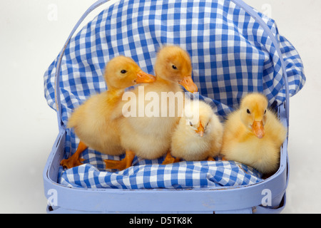 Newly Hatched Ducklings and hen chick Stock Photo