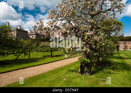 Flowering espalier apple trees in the orchard of Rousham House, with a gardener hoeing in the background, Oxfordshire, England Stock Photo