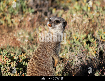 Meerkat, early morning in Little Karoo, South Africa Stock Photo