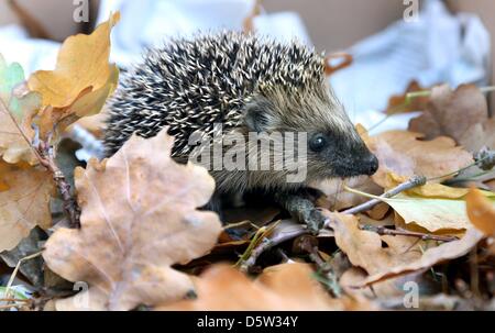 A young hedgehog crawls through autumn leaves in Berlin, Germany, 01 October 2012. The small hedgehog weigh between 107 and 144 grams. As orphans they are being raised by hand in order to put on enough fat to survive the winter. Photo: WOLFGANG KUMM Stock Photo