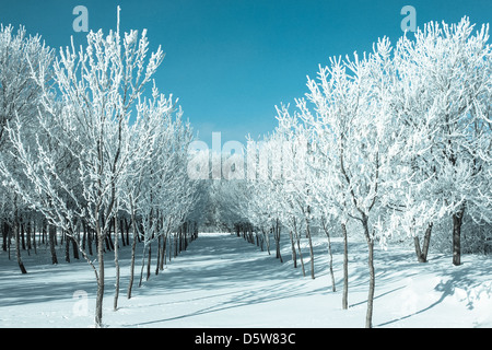 hoar frost on rows of trees Stock Photo