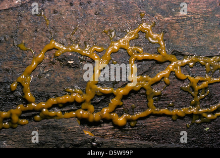 Badhamia sp. Myxomycete or slime mould plasmodium developing on a log, UK