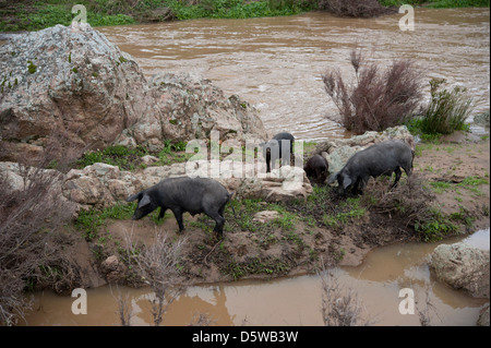 Iberian black pigs in a river in Extremadura, Spain. Stock Photo