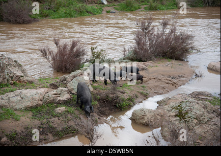 Iberian black pigs in a river in Extremadura, Spain. Stock Photo