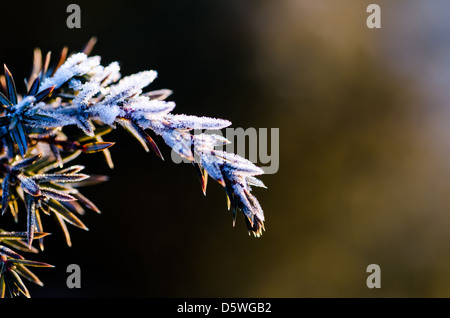 Frozen juniper twig at dark background Stock Photo