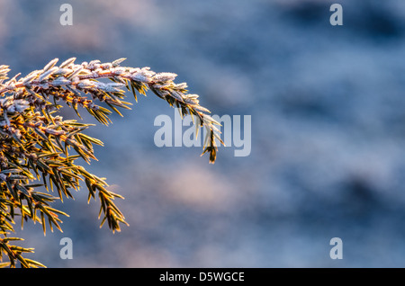 Frosty juniper twigs in early springtime Stock Photo