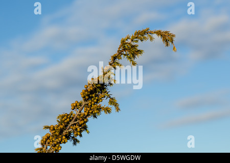 Green juniper berries on a twig in morning light Stock Photo