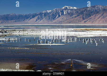 Los Angeles Returns Water to Owens Lake 100 Years After Building Los Angeles Aqueduct Stock Photo